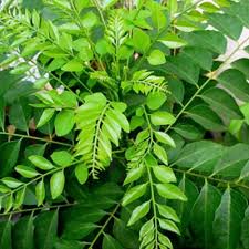 Curry Leaves for Hair Growth