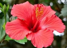 Hibiscus For Hair Growth