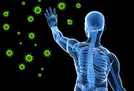 Immune system function