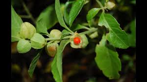 Ashwagandha Benefits and Uses With Side Effects