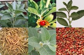 Ashwagandha Benefits in Hindi